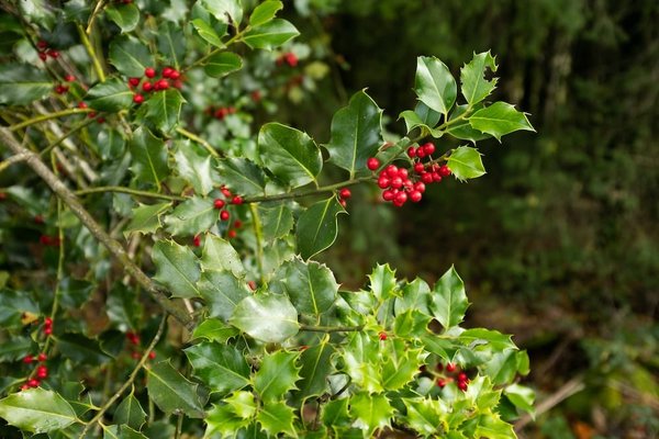 Quels sont les arbustes parfumés adaptés pour un petit jardin ?