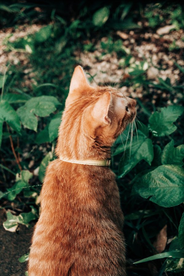 Comment créer un jardin de plantes aquatiques sur un balcon ?