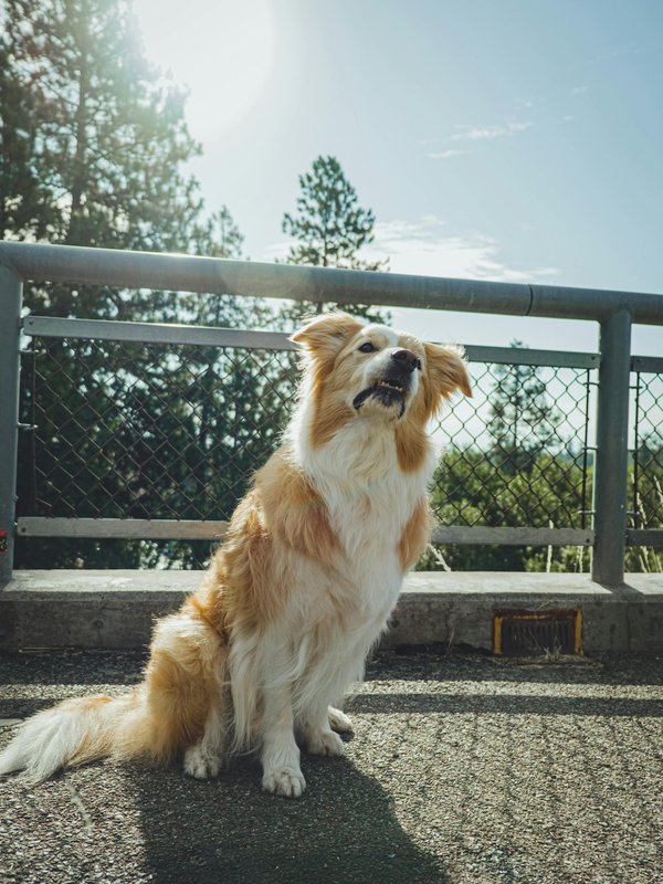 Plaques de Soubassement Résistantes : Optimisez votre Clôture Durable